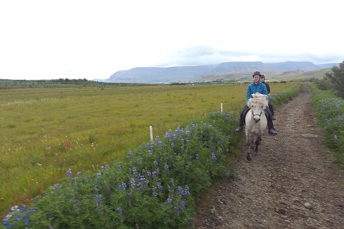 1+ hour Private Horse riding tour from Reykjavík/Mosfellsbær - Grooming, matching, and learning to ride