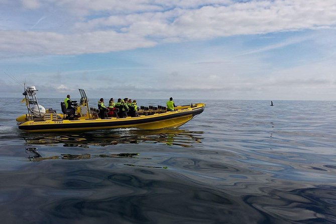 1-Hour Small Group Sightseeing Boat Tour in Vestmannaeyjar - A fast introduction to Vestmannaeyjar’s coast