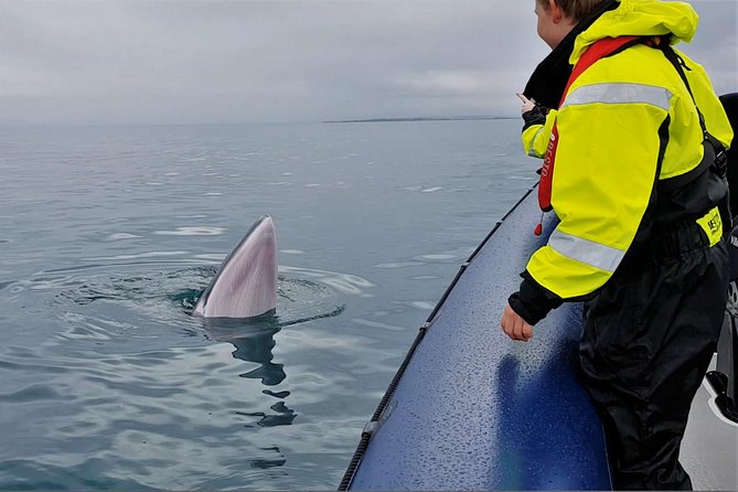 2-Hour RIB Boat Whale Watching Tour from Reykjavik - What the RIB changes about whale watching