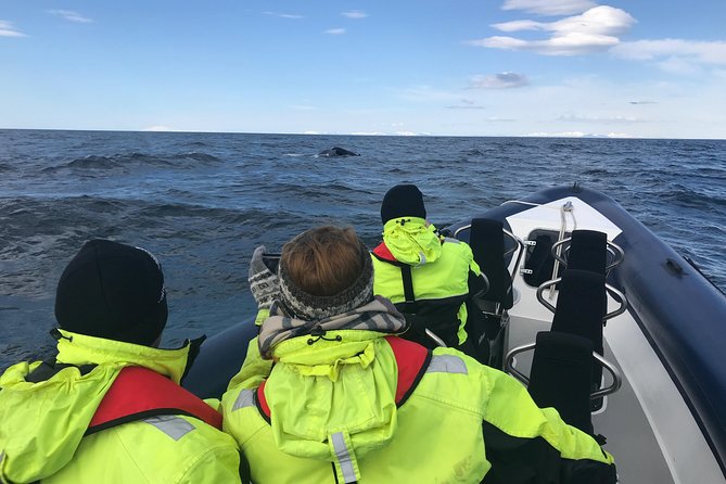 2-Hour RIB Boat Whale Watching Tour from Reykjavik - The whales and dolphins you may see