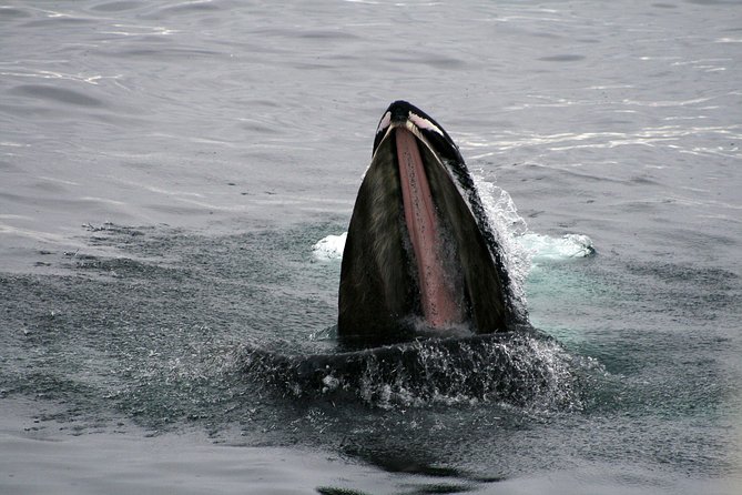 2-Hour RIB Boat Whale Watching Tour from Reykjavik - Akurey and the puffin stop in summer