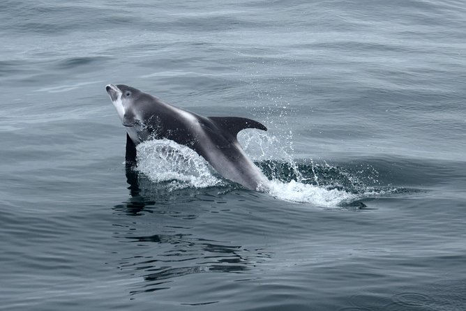 2-Hour RIB Boat Whale Watching Tour from Reykjavik - Who should choose this boat?