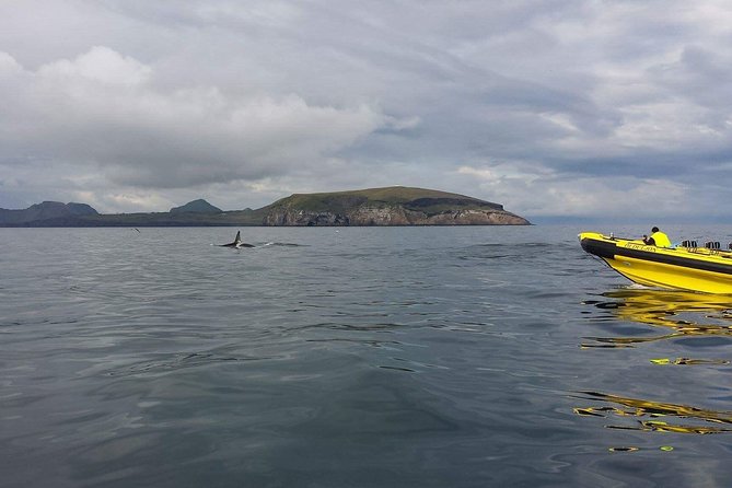 2 hour Round Trip in Vestmannaeyjar on a RIB Boat - Heading toward Súlnasker, the gannet island