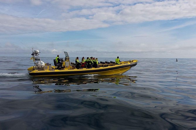 2 hour Round Trip in Vestmannaeyjar on a RIB Boat - Who will enjoy this RIB trip most