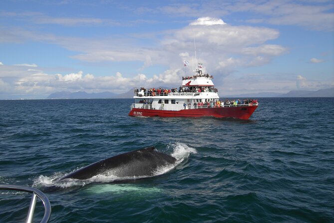 6 Day Iceland Ring Road Highlights Tour With Accommodation - Day 5: Whales from Akureyri and the northern coast
