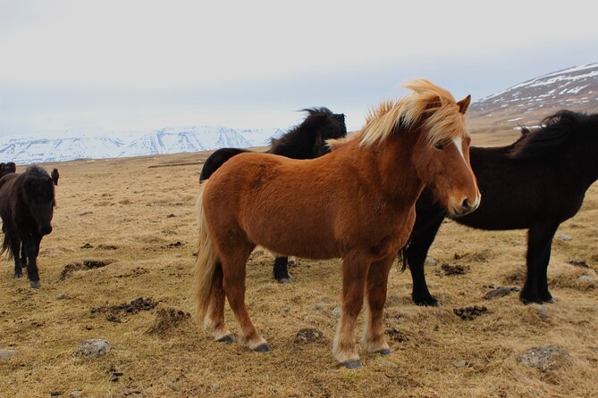 8 Day Winter Circle Tour, Ring Route of Iceland with Snæfellsnes Peninsula - Why this winter route covers so much of Iceland