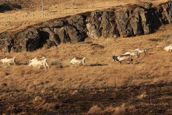 8 Day Winter Circle Tour, Ring Route of Iceland with Snæfellsnes Peninsula - Day 5: Mývatn’s volcanic ground and Goðafoss