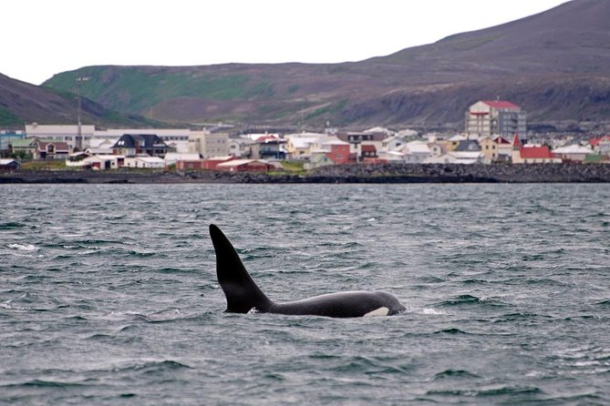 ATV & Whale Watching Full day adventure in Reykjavik - Three hours searching Faxafloi Bay