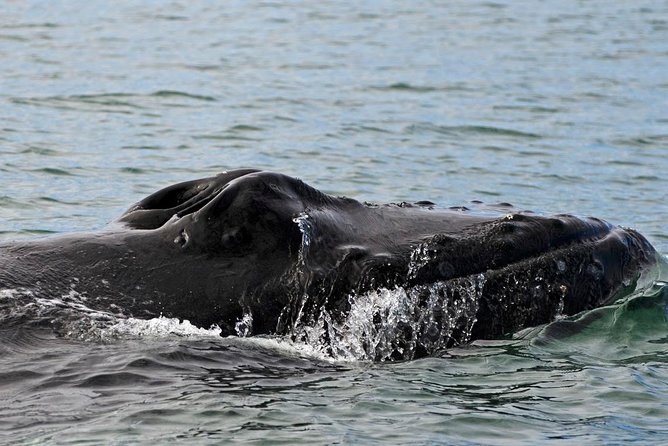 ATV & Whale Watching Full day adventure in Reykjavik - Who gets the most from this $299 experience