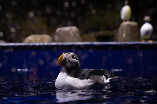 Beluga and Puffin Sanctuary Visitor Centre with Aquarium - Why this small sanctuary matters