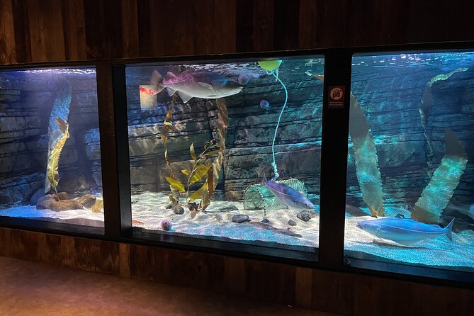 Beluga and Puffin Sanctuary Visitor Centre with Aquarium - The native-species aquarium and terrarium