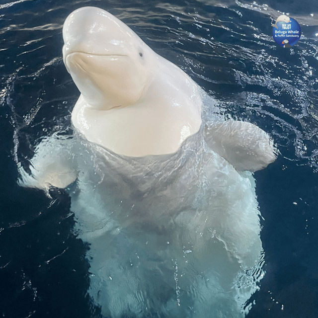Beluga Whale Sanctuary - Admissions - Puffin rescue and the changing animal displays
