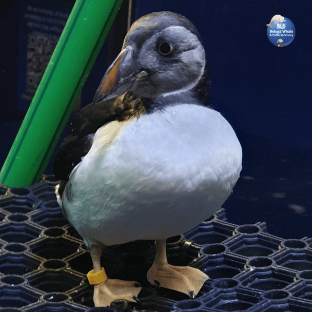 Beluga Whale Sanctuary - Admissions - What the Visitor Centre adds to the visit