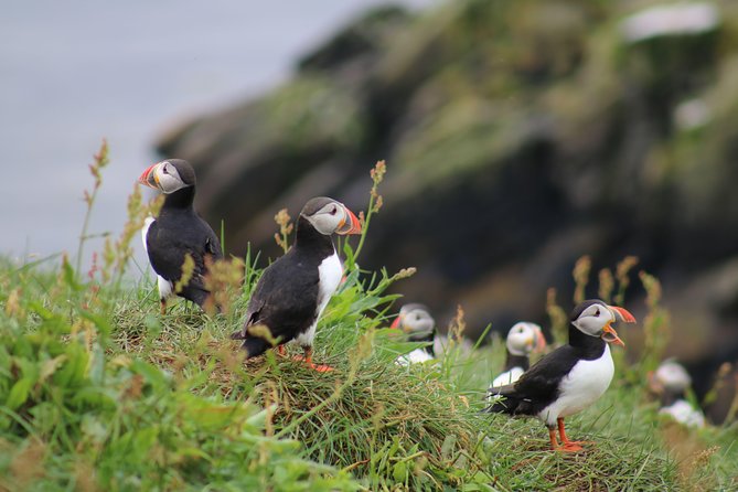 Classic Puffin Watching Cruise from Downtown Reykjavík - Key points before you book