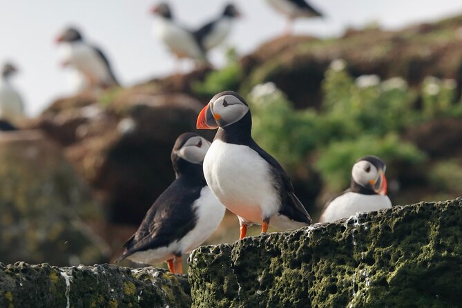 Classic Puffin Watching Cruise from Downtown Reykjavík - Choosing the right puffin island