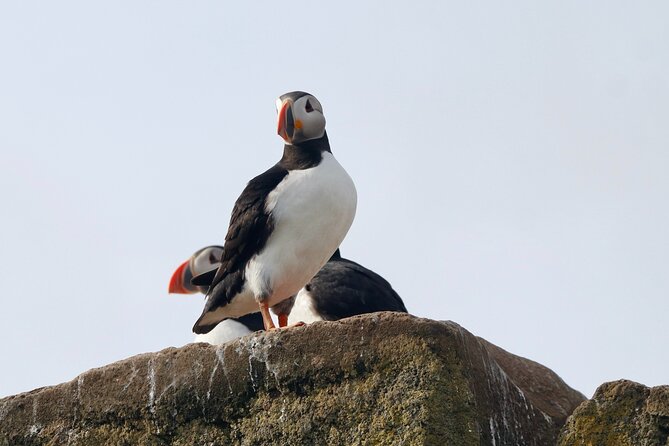 Classic Puffin Watching Cruise from Downtown Reykjavík - How the weather changes the experience