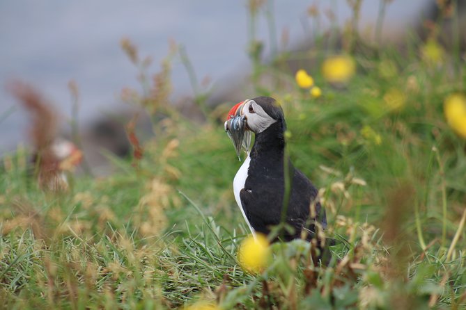 Classic Puffin Watching Cruise from Downtown Reykjavík - Who will enjoy this cruise most?
