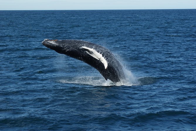 Deluxe Whale Watching and Whales of Iceland Exhibition Combo from Reykjavik - Why the Whales of Iceland exhibition matters