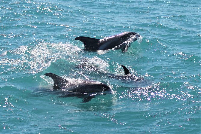Deluxe Whale Watching and Whales of Iceland Exhibition Combo from Reykjavik - Comfort, access, and family details