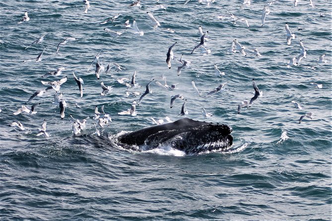Deluxe Whale Watching and Whales of Iceland Exhibition Combo from Reykjavik - Is $120 a fair price?