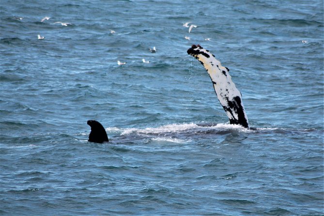 Deluxe Whale Watching and Whales of Iceland Exhibition Combo from Reykjavik - Who should book this cruise and exhibition?