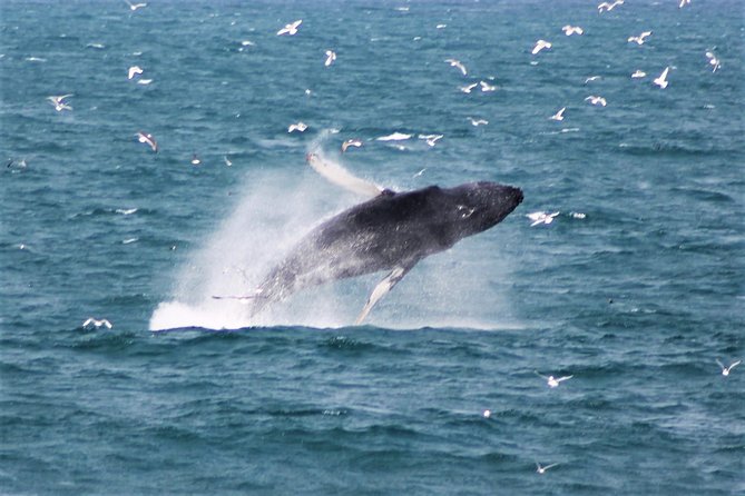Deluxe Whale Watching and Whales of Iceland Exhibition Combo from Reykjavik - What you might see in Iceland’s waters
