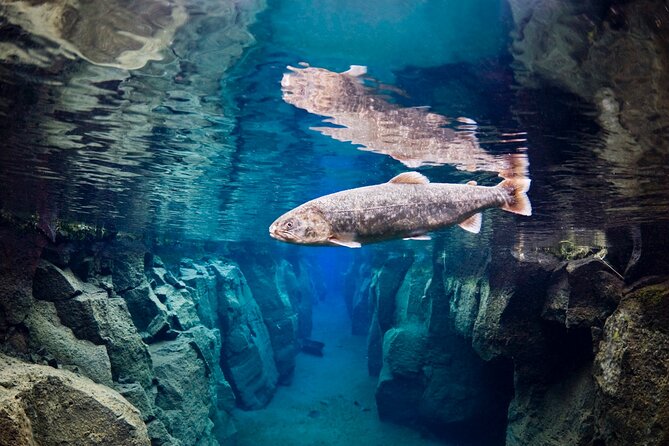 Double Snorkeling Adventure near Húsavík in North Iceland - Warm water and bubbling sands at Litlaá