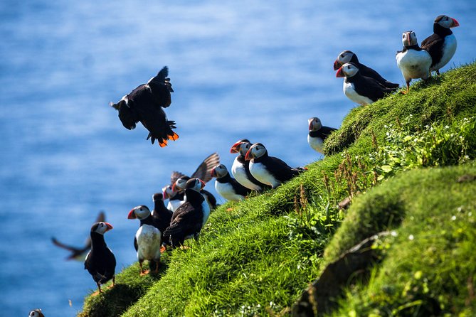 Exclusive Westman Islands Adventure - A Private Day Tour - Three hours in Vestmannaeyjabær