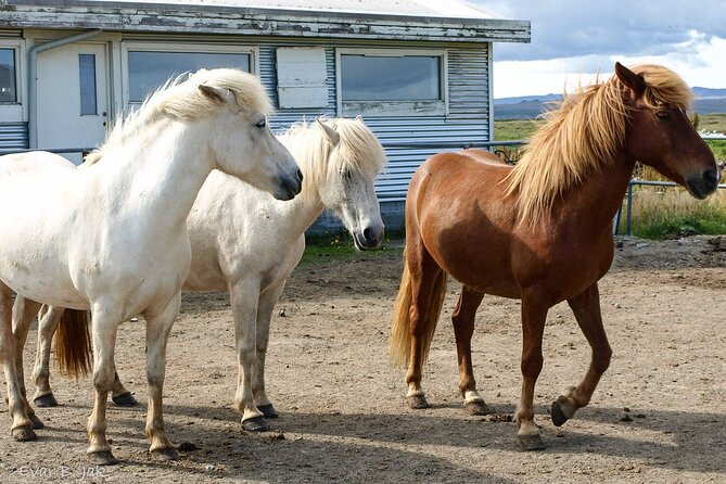 Experience Countryside of Iceland by Horseback Riding - Leaving Reykjavik for Þorlákshöfn