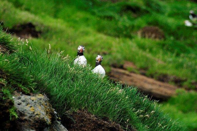 Eyjascooter Puffin Tour in Iceland - Why a scooter works so well on Heimaey