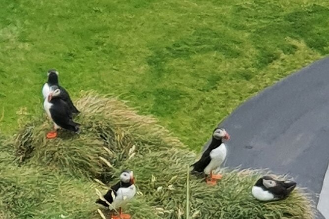 Eyjascooter Puffin Tour in Iceland - Starting at Skildingavegur 16