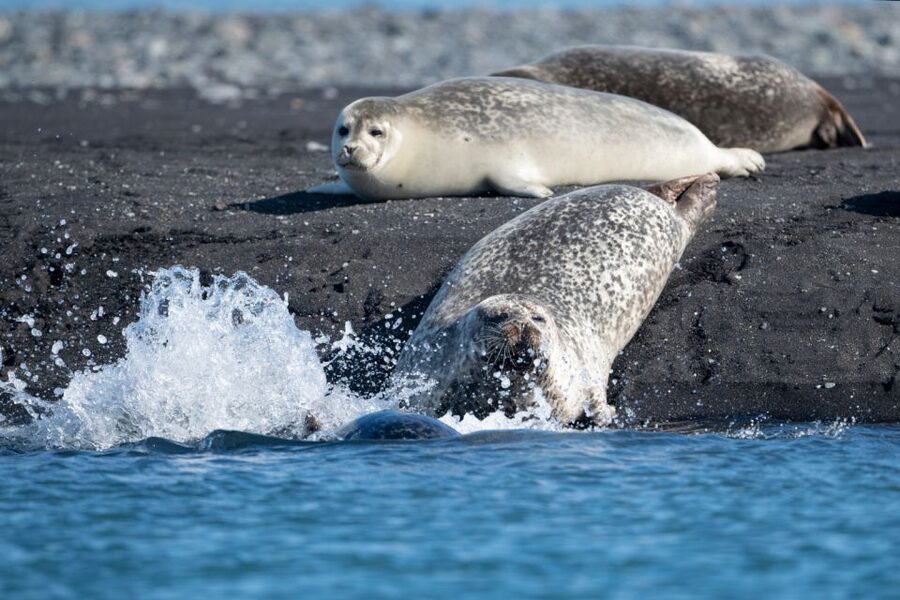 From Reykjavík: 3-Day Tour of the Wild Westfjords - Accommodation, meals, and the true cost