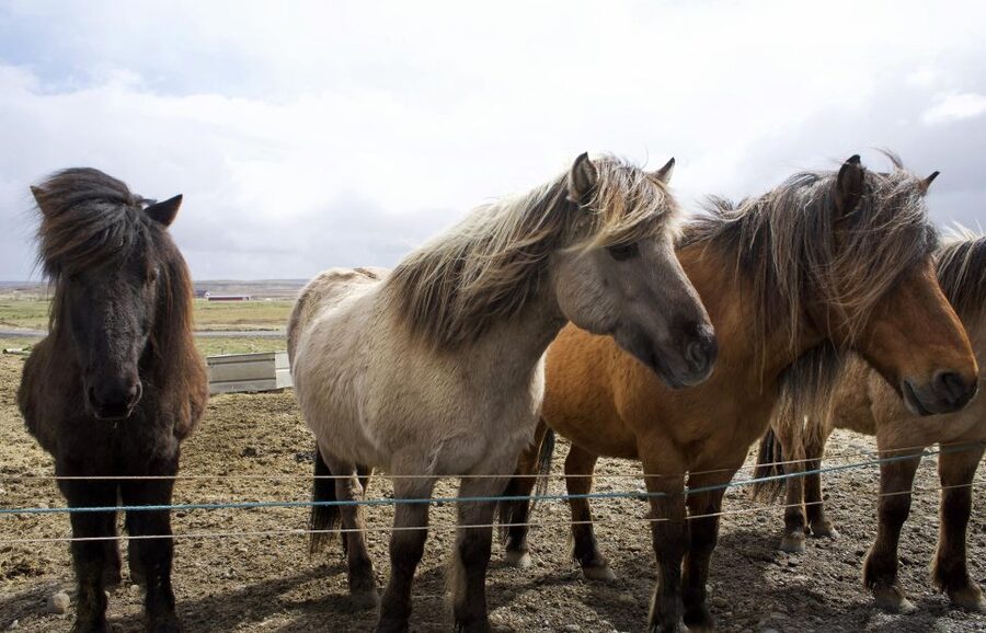 From Reykjavik: 6-Day Icelandic Ring Road Tour - Why this six-day route works