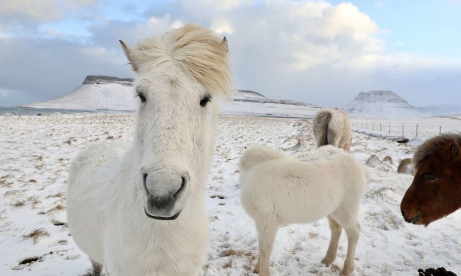 From Reykjavík: Full-day Golden Circle & Horse Riding Tour - Geysir and the 70-Minute Stop