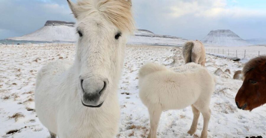 From Reykjavík: Full-day Golden Circle & Horse Riding Tour - Thingvellir National Park in 40 Minutes
