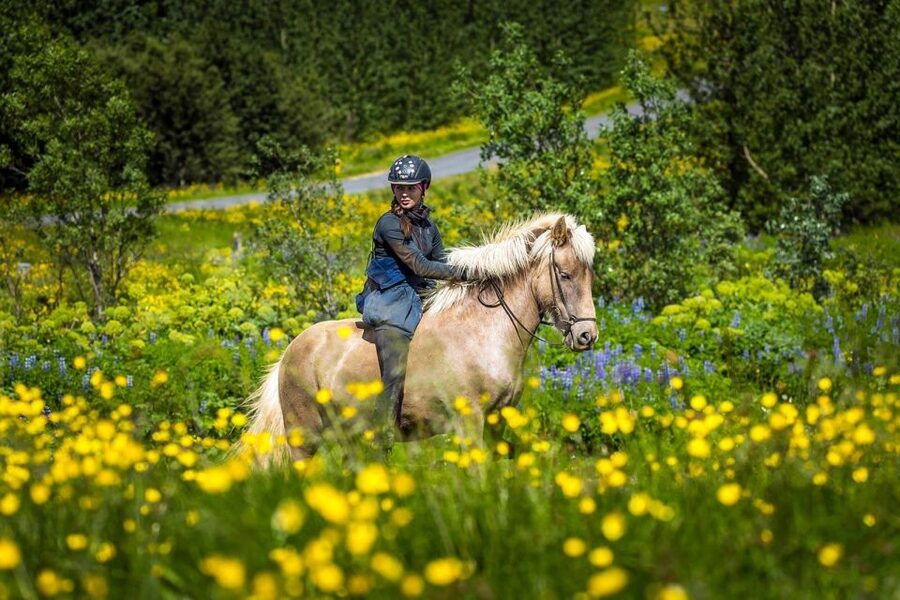 From Reykjavik: Full-Day Horse Riding & Golden Circle Tour - Why the horse ride makes this Golden Circle day different