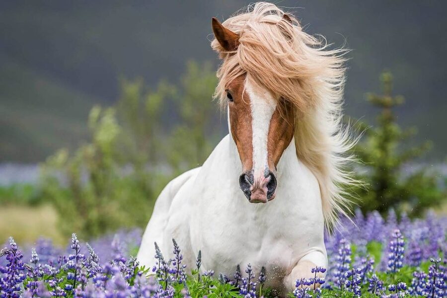 From Reykjavik: Full-Day Horse Riding & Golden Circle Tour - Riding at Laxnes Horse Farm