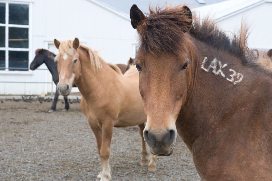 From Reykjavik: Full-Day Horse Riding & Golden Circle Tour - Soup, bread, and the transfer gap