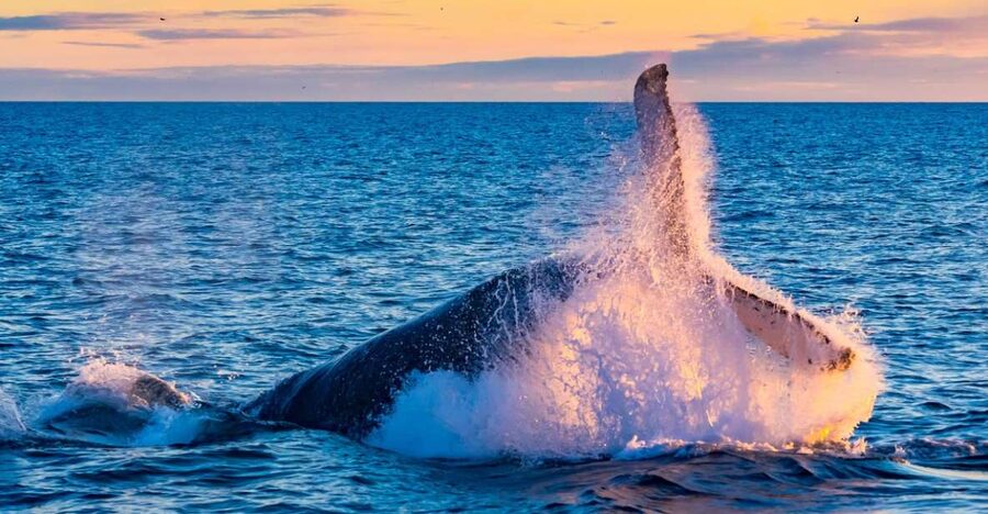 From Reykjavik: Full Day Whale Watching & Golden Circle Tour - Why this whale watching and Golden Circle pairing works