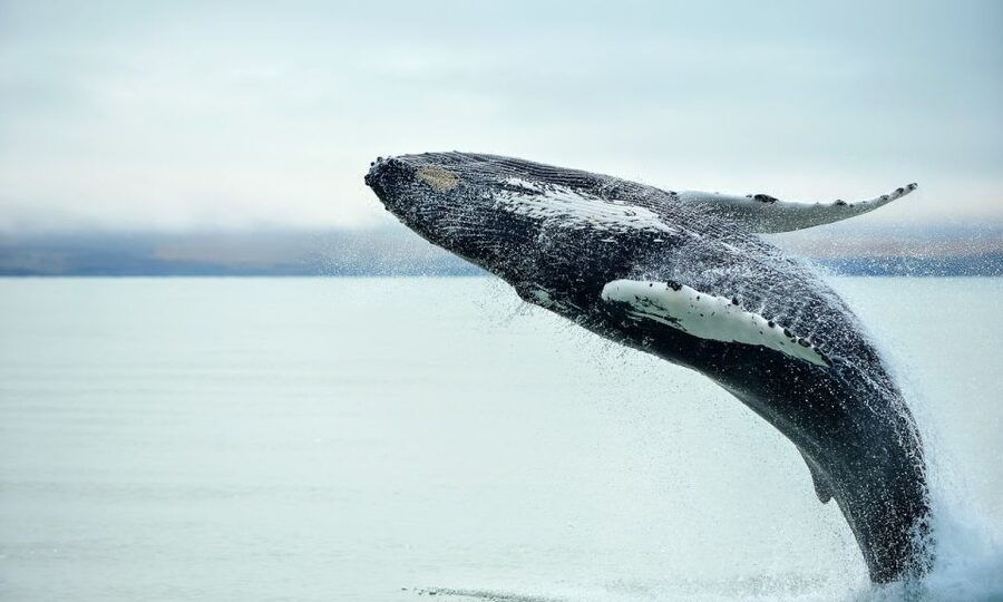 From Reykjavik: Full Day Whale Watching & Golden Circle Tour - The return to Reykjavík
