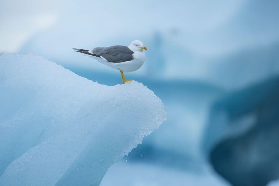 From Reykjavik: Jökulsárlón Glacier Lagoon and Diamond Beach - Key points to know before you book