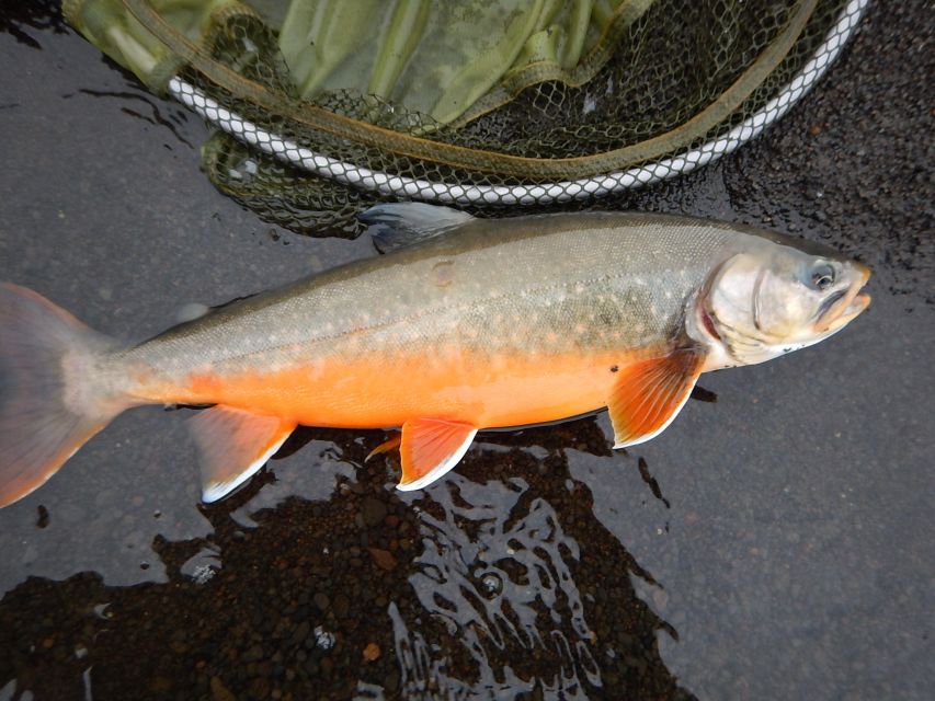 From Reykjavik: Lake and River Fishing Tour - Practical details that affect your decision