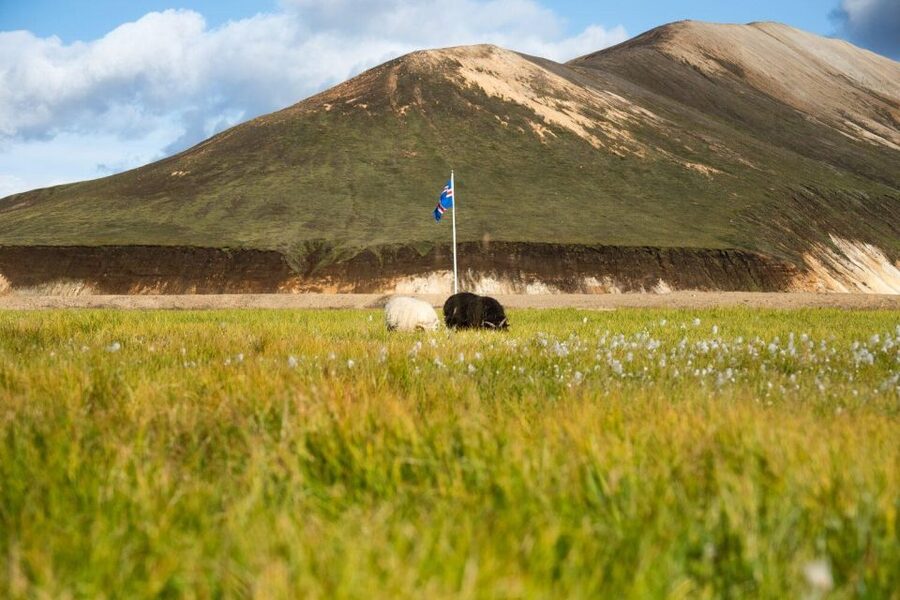 From Reykjavík: Landmannalaugar Day Hike - Laugahraun, Vondugil, and Brennisteinsalda