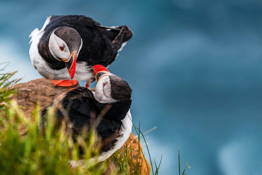 From Reykjavik: Puffin and Volcano Tour in Westman Islands - What to pack for this Iceland day
