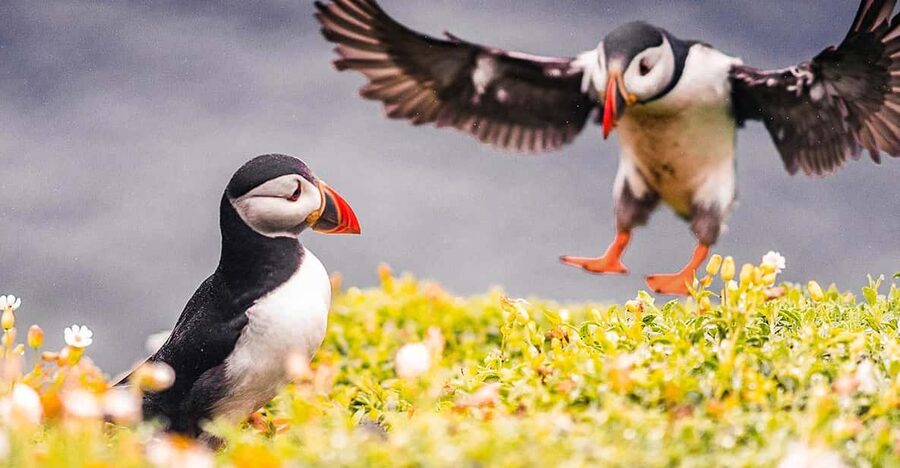 From Reykjavik: Puffin and Volcano Tour in Westman Islands - From Reykjavik to Landeyjahöfn
