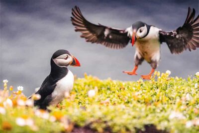 Puffin and Volcano Tour in Westman Islands