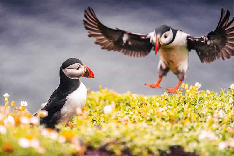 From Reykjavik: Puffin and Volcano Tour in Westman Islands - The Herjólfur ferry and Elephant Rock