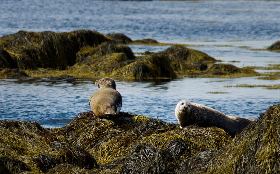 From Reykjavik: Snaefellsnes National Park - Small Group - Why Snæfellsnes works as a day trip from Reykjavík