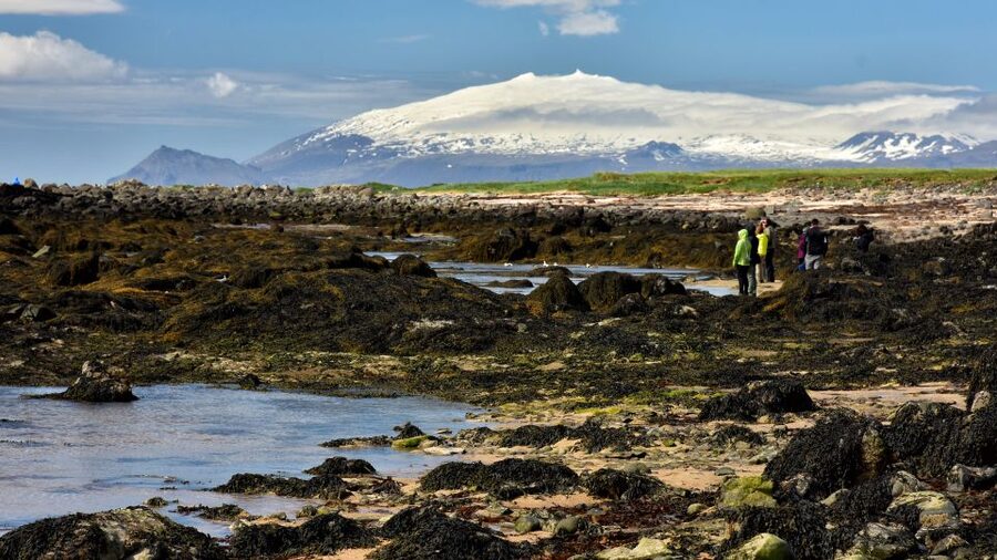 From Reykjavik: Snaefellsnes National Park - Small Group - Ytri Tunga is your best wildlife chance