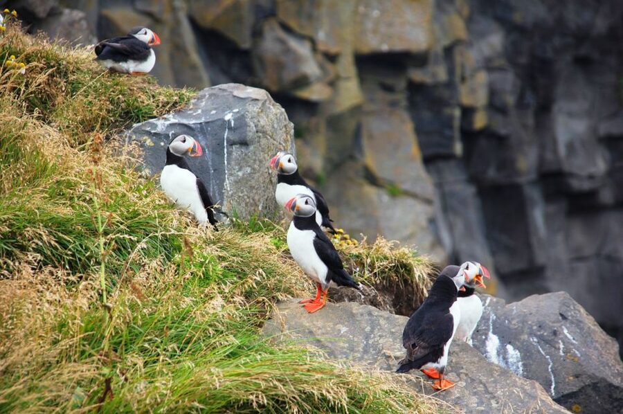From Reykjavik: South Coast Small-Group Tour - What the small-group format is really worth